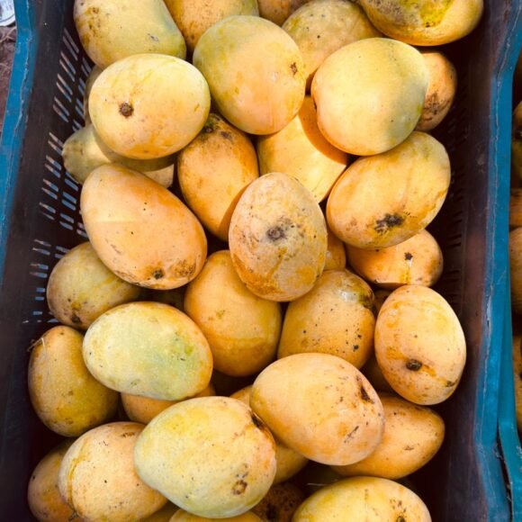BanginaPalliMangoes 580x580