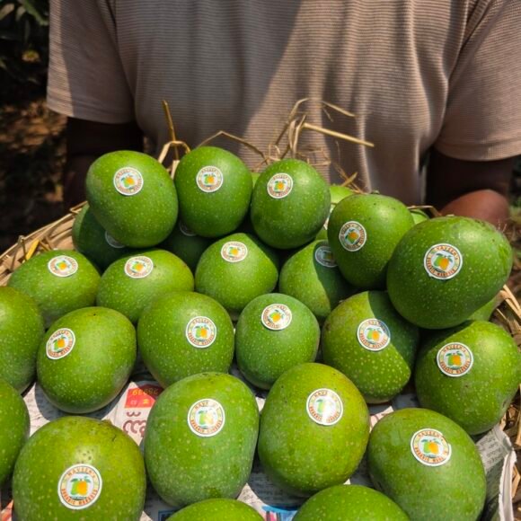 naveen_organic_mangoes_panduri_1 580x580