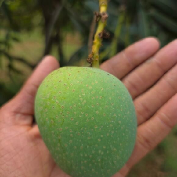 naveen_organic_mangoes_panduri_2 580x580