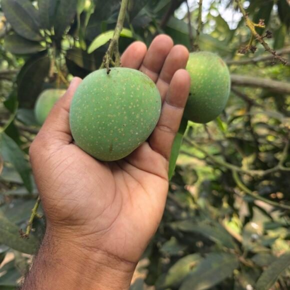 naveen_organic_mangoes_panduri_4 580x580