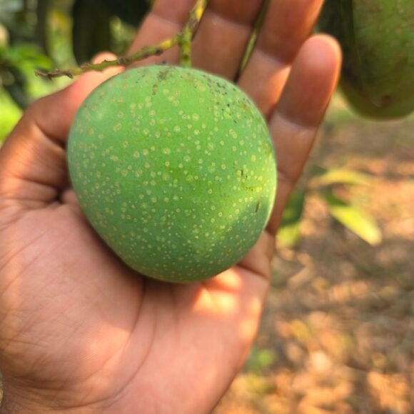 naveen_organic_mangoes_panduri_5 580x580