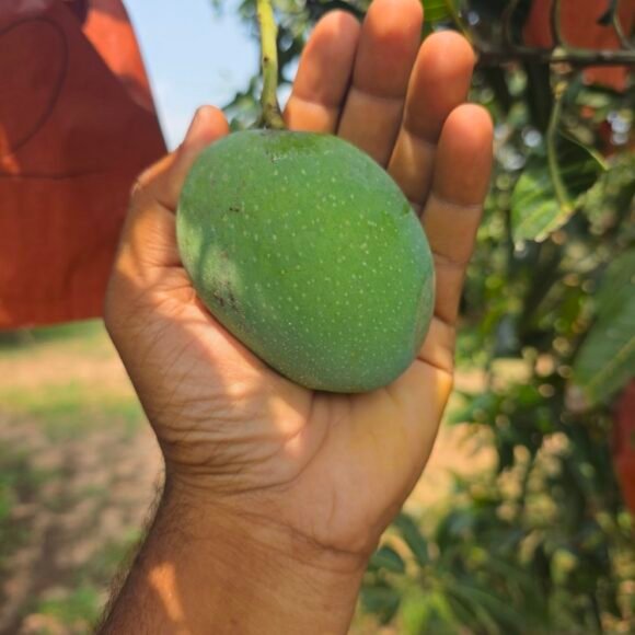 naveen_organic_mangoes_panduri_6 580x580