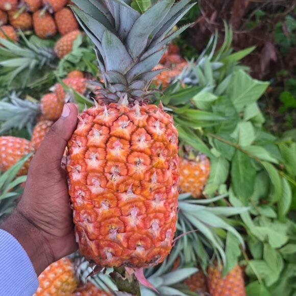 Honey_Pineapple_3 580x580