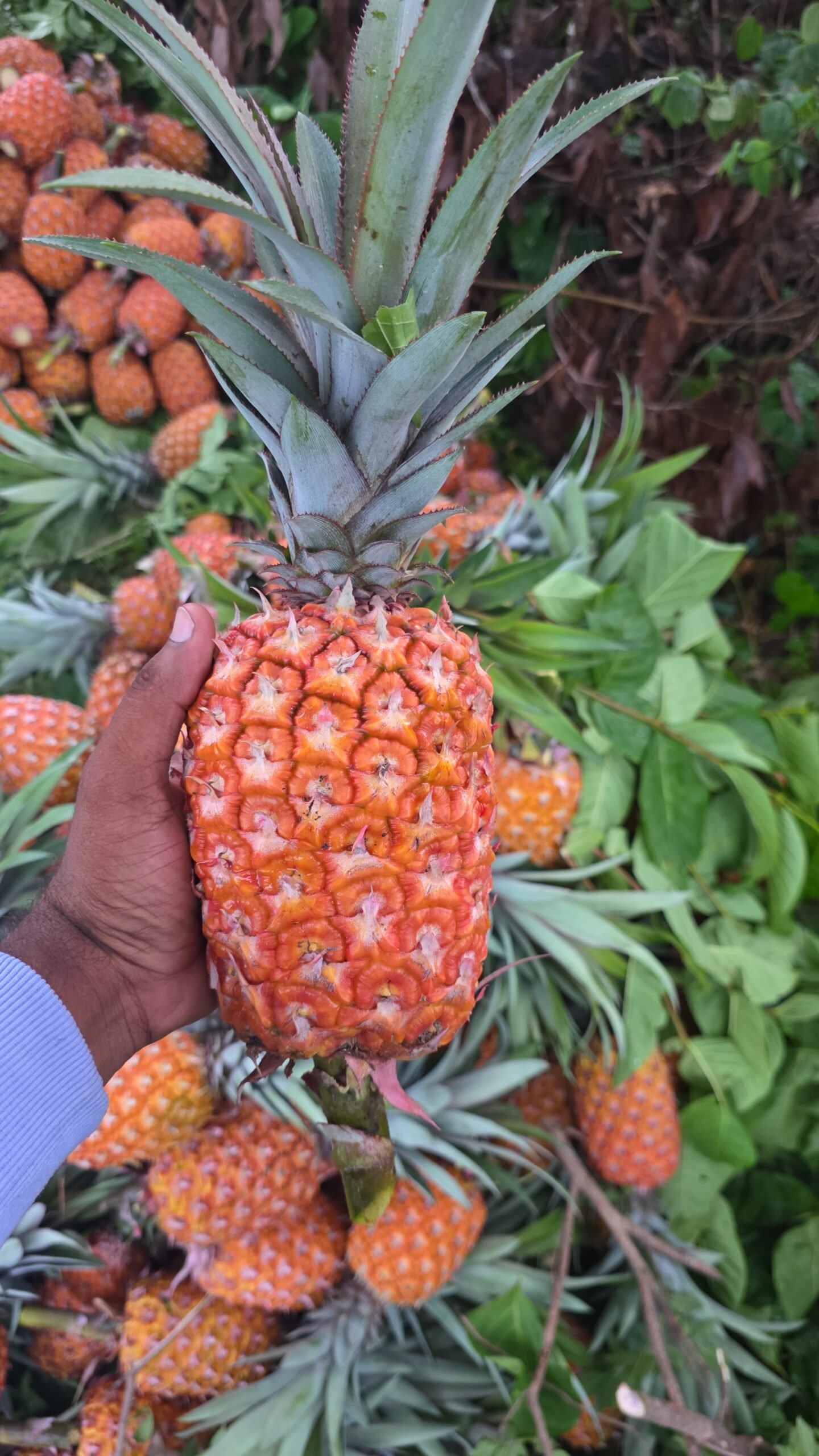 Honey_Pineapple_3 scaled